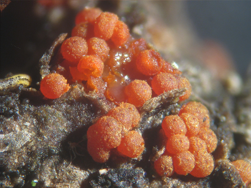 Nectria